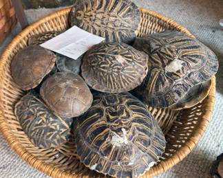 Turtle shells