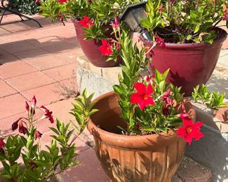 Many potted floral plants 