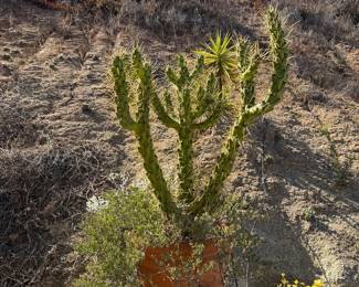 Potted succulents 