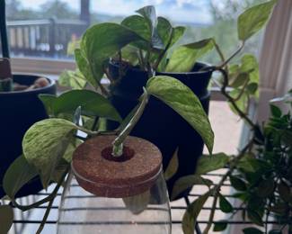 Plants