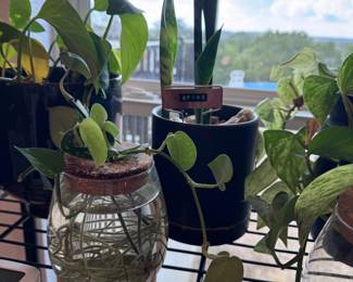 Plants