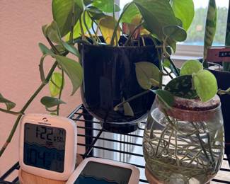 Plants