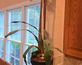 59  Artificial White Amaryllis in Black Pot