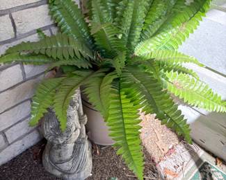 Fern & decor outside