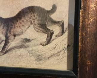 Canada Lynx (Lynx canadensis) Handcoloured Lithograph by Georg Friedrich Treitschke, 1842