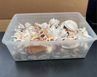 Large Assortment of Natural Seashells (2/4)