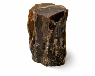 Petrified Wood Specimen with Brown Tones