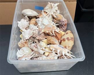 Large Assortment of Natural Seashells (3/4)