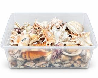 Large Assortment of Natural Seashells