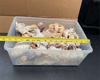 Large Assortment of Natural Seashells (4/4)