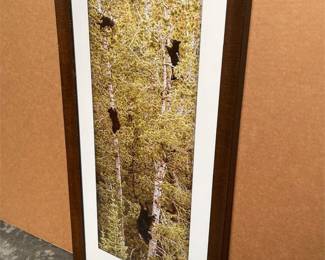 “The Lookout” Yellowstone Framed Wildlife Photographic Print (2/3)