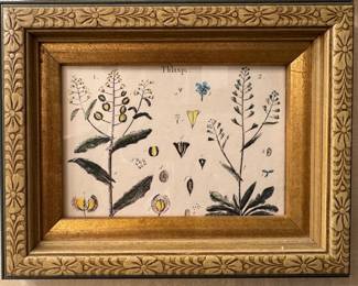 Framed Botanical Study of Thlaspi Flowering Plants in Carved Gilt Floral Frame