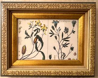 Framed Botanical Study of Laguna & Cienfugosa Flowering Plants in Carved Gilt Floral Frame