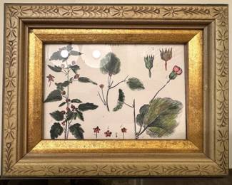 Framed Botanical Study of Palava Flowering Plants in Carved Gilt Floral Frame