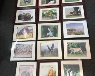 Animal Photos