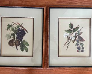 Botanical Framed Prints