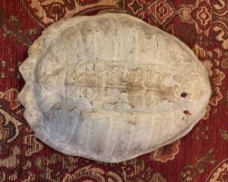 Large turtle shell