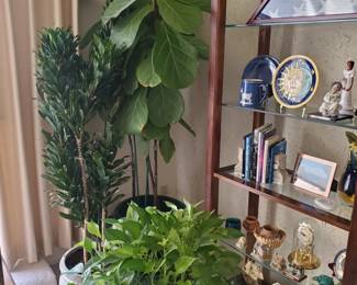 Live Indoor plants/trees. Also, glass accent table w/pothos plant