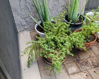 Sample of patio plants and pot for sale