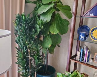 8-9' live Fig tree w 20" pot