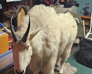 Fully stuffed intact male mountain goat