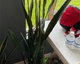 Zeylanica Snake Plant houseplant
