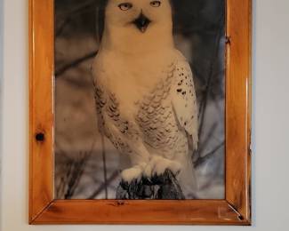 Snowy Owl Framed Photographic Print