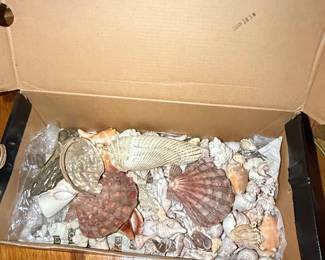 Assorted Natural Seashell Collection