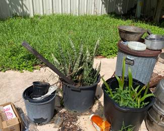 Plants