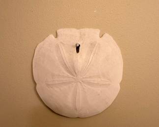 Natural Sand Dollar Specimen