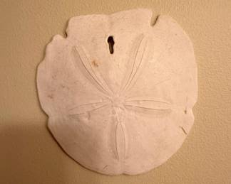 Natural Sand Dollar Specimen