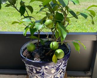 blue and white planter - limes