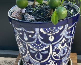 blue and white planter, limes