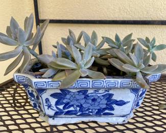 blue and white , succulent plants