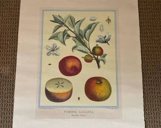 246 pomonagallicabotanicalprint