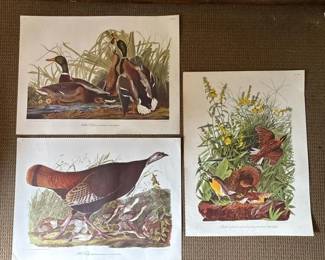 249 audubonbirdprintssetofthree
