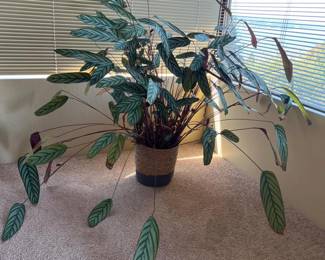 Ctenanthe Prayer Plant in Seagrass Basket