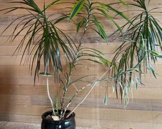 5ft Tall Variegated Dracaena Marginata in Ceramic Planter