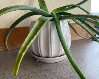 Aloe Vera in White Fluted Ceramic Planter