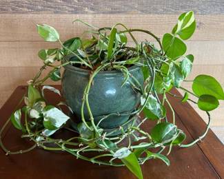 Variegated Pothos in Green Ceramic Planter