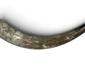 Hollowed Bull Horn