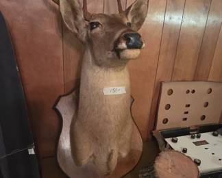 #76 Wall mounted deer head 8 pointed $150.00