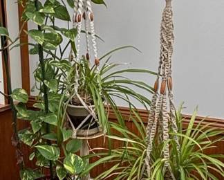 Macram Plant Hangers with Potted Plants