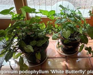 Syngonium podophyllum White Butterfly plants