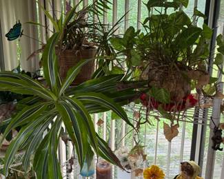 plants