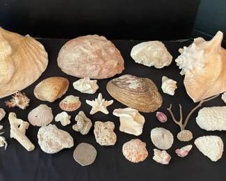 Collection of Seashells, Coral, Barnacles