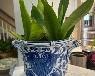 Live plants blue and white planters