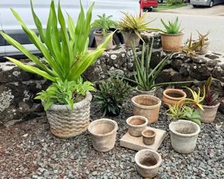FTH323 - Outdoor Large Potted Plant Bundle ( Plant / Pot )