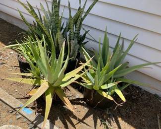 FTH376 - 5 Large Potted Succulents ( Pot / Pots / Garden )