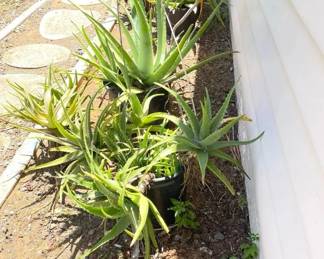 FTH375 - Three Potted Succulents ( Pot / Pots / Garden )